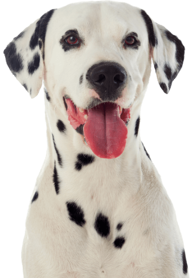 hund dalmatiner med tunge ut nysgjerrig på hundeleker fra hobbyhund