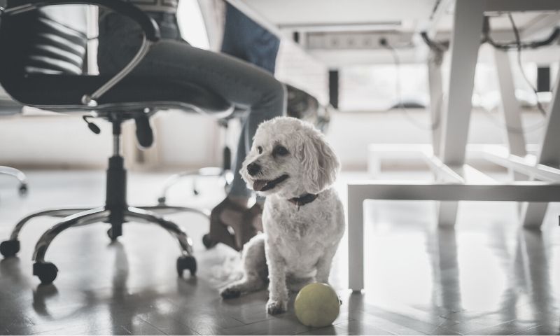 hund på kontorgulv under kontorpult med tennisball