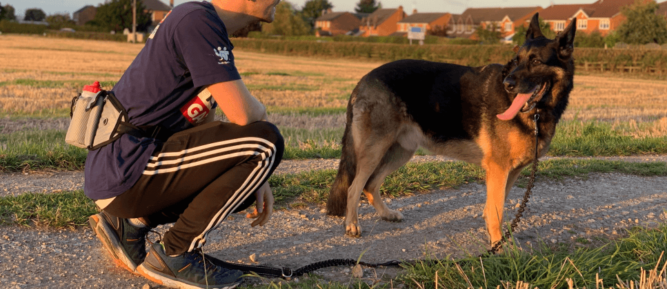 magebelte til hund på joggetur i solnedgang på åker