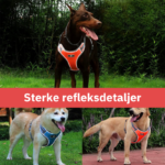 hundesele oxfordair universal med klare refleksdetaljer fremvisning av reflekterende effekt på 3 ulike hunder utendørs